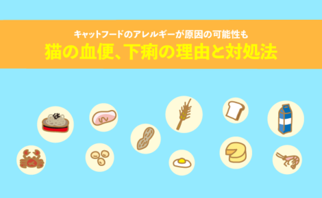 猫の血便、下痢の理由と対処法！キャットフードのアレルギーが原因の可能性も