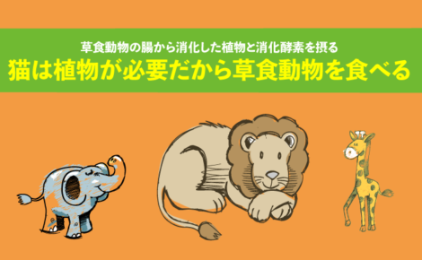 「猫にも植物が必要」だからこそ「草食動物を食べる」という考え方を紹介