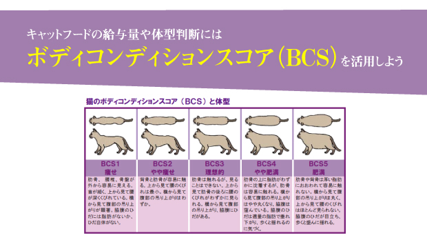 キャットフードの給与量や体型判断にはボディコンディションスコア Bcs を活用しよう