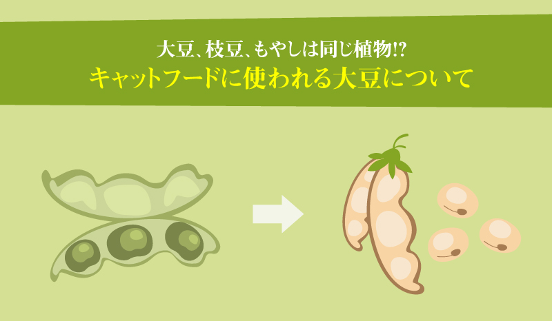 キャットフードに使われる大豆について 大豆 枝豆 もやしは同じ植物 ペットフード販売士 マッサンのキャットフードの学校