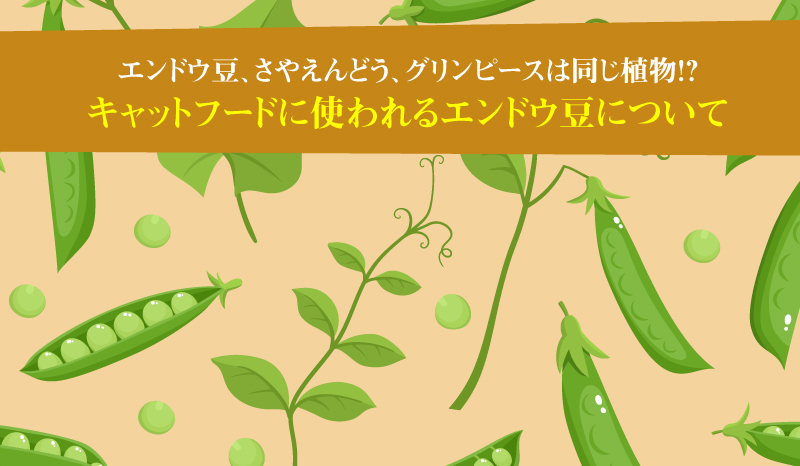 キャットフードに使われるエンドウ豆について エンドウ豆 さやえんどう グリンピースは同じ植物