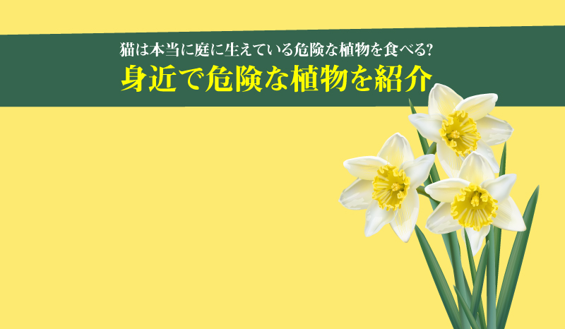 猫は本当に庭に生えている危険な植物を食べる 身近で危険な植物を紹介