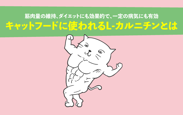 キャットフードに使われるL-カルニチンとは？筋肉量の維持、ダイエットにも効果 的で、一定の病気にも有効なアミノ酸の類縁体｜ペットフード販売士マッサンのペットフードの学校