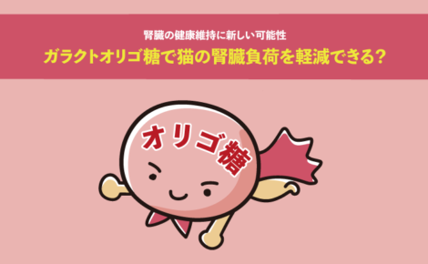 ガラクトオリゴ糖で猫の腎臓負荷を軽減できる？腎臓の健康維持に新しい可能性