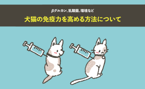 犬猫の免疫力を高める方法について。βグルカン、乳酸菌、環境など