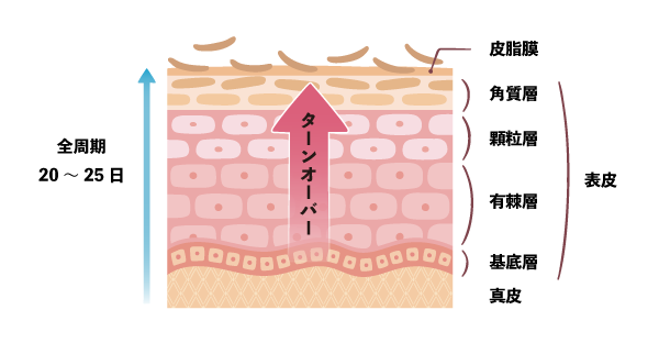 肌のターンオーバー周期